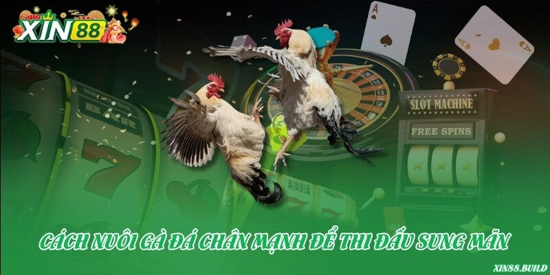 Cách nuôi gà đá chân mạnh để thi đấu sung mãn