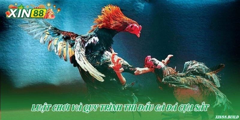 Luật chơi và quy trình thi đấu gà đá cựa sắt