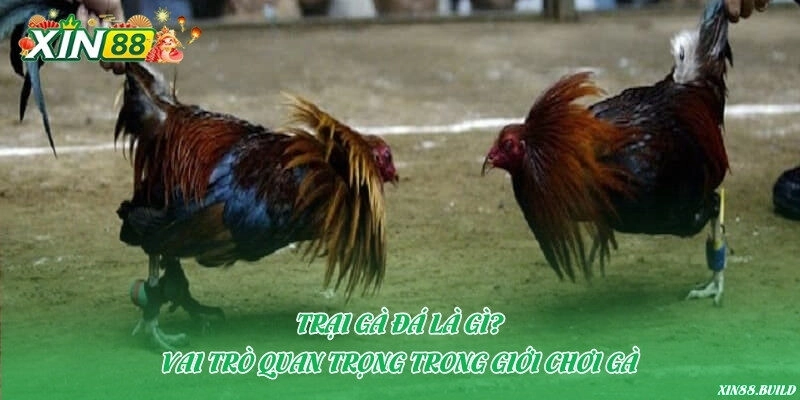 Trại gà đá là gì?