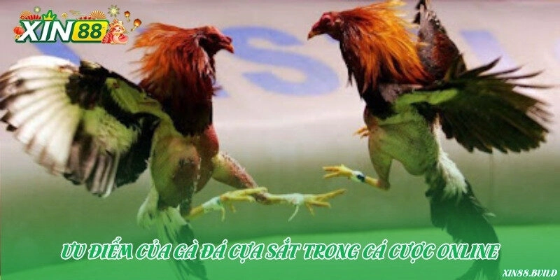 Ưu điểm của gà đá cựa sắt trong cá cược online